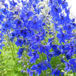 Delphinium bellad. 'Völkerfrieden': Bild 3/4