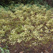 Epimedium versicolor 'Sulphureum': Bild 2/5