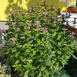 Chelone obliqua: Bild 4/4