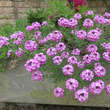Aethionema armenum 'Warley Rose': Bild 3/4