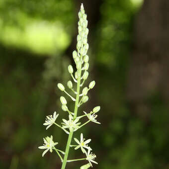 Anthericum liliago