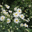 Anemone 'Whirlwind': Bild 4/5