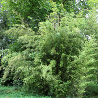 Schwarzer Bambus - Phyllostachys nigra - grn