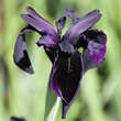 Iris chrysographes 'Black Form': Bild 1/1