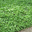 Allium ursinum: Bild 5/6