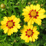 Coreopsis lanceolata 'Sterntaler' - Mädchenauge