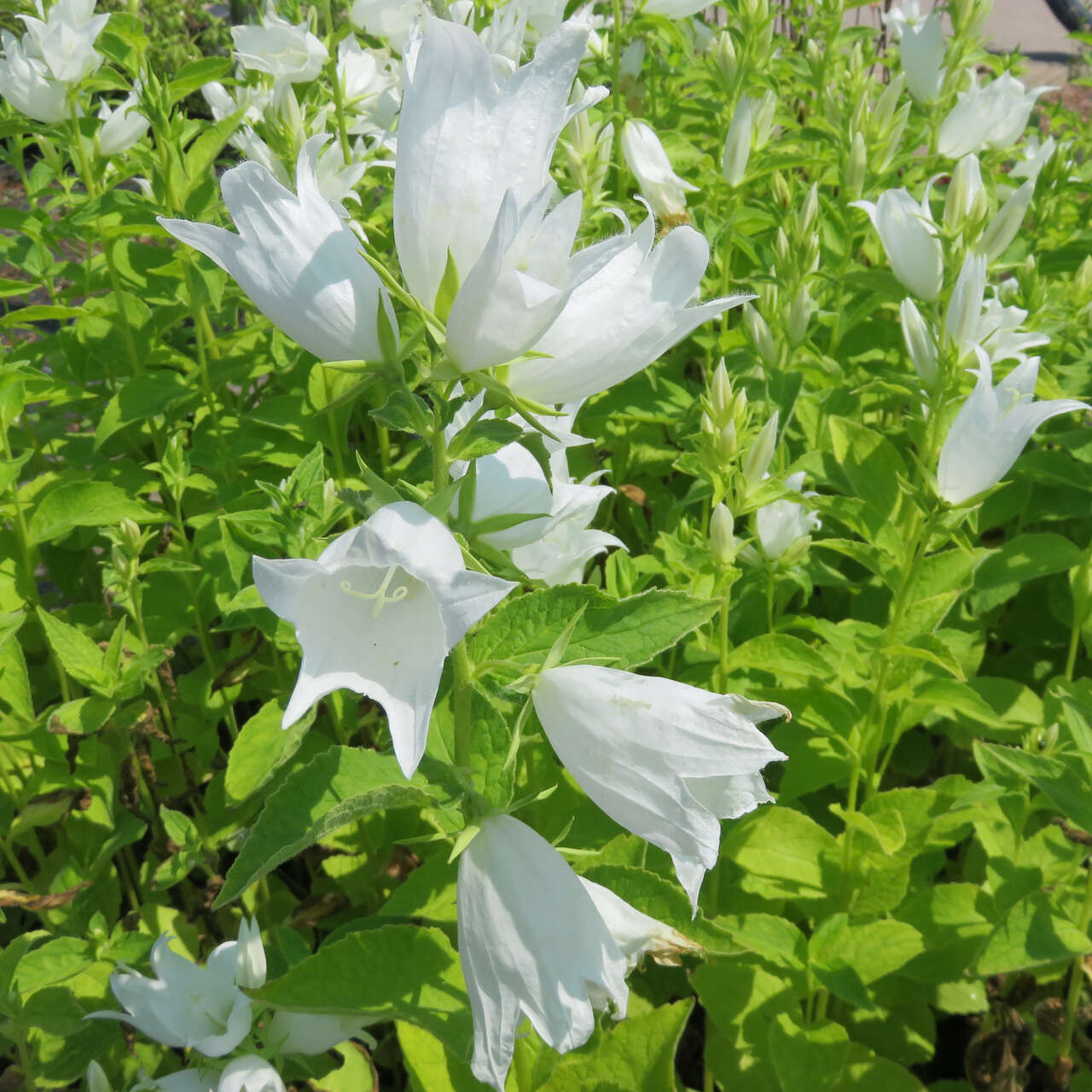 Glockenblume Winterhart Weiss