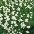 Achillea ageratifolia (a.aizoon): Bild 2/2