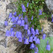 Campanula cochleariifolia: Bild 2/3