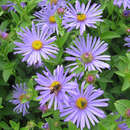 Aster amellus 'Glücksfund' - Bergaster