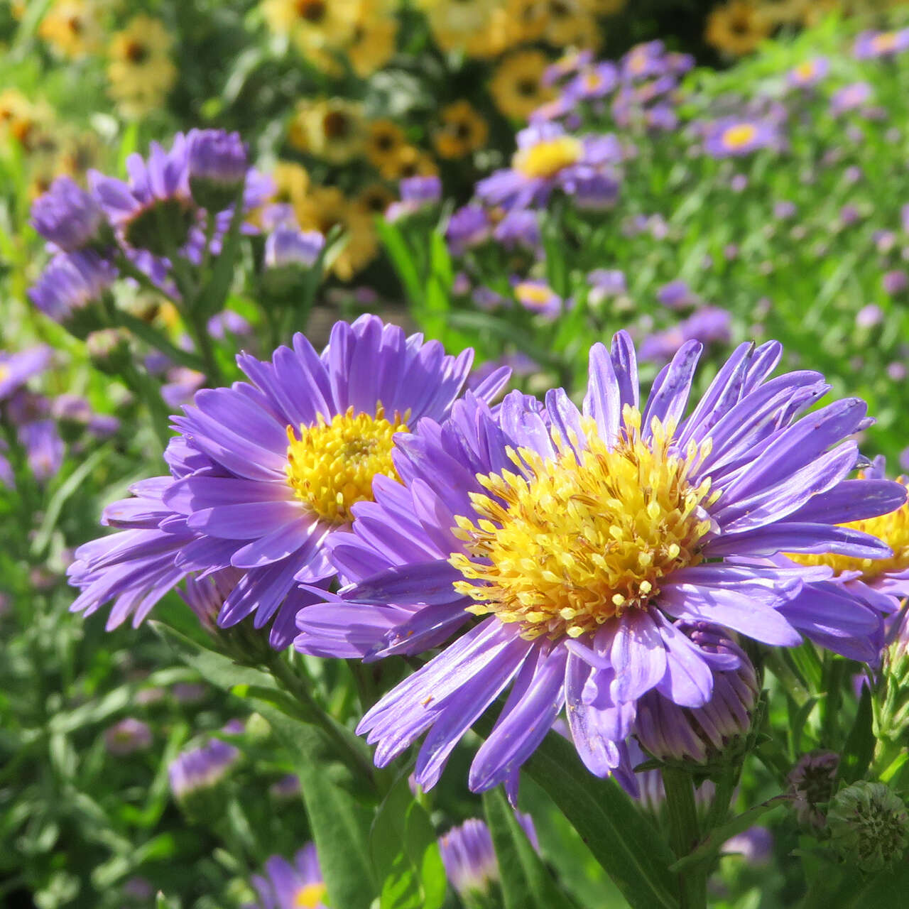 GlattblattAster Aster novibelgii 'Schöne v. Dietlikon' violett