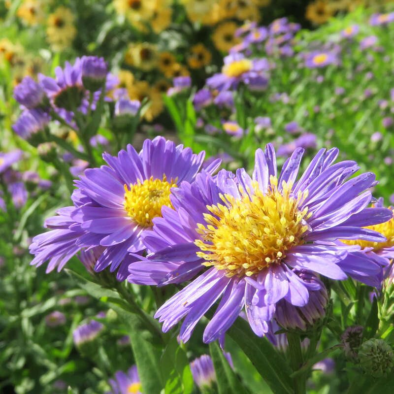 Glattblatt-Aster - Aster novi-belgii &amp;#39;Schöne v. Dietlikon&amp;#39; - violett