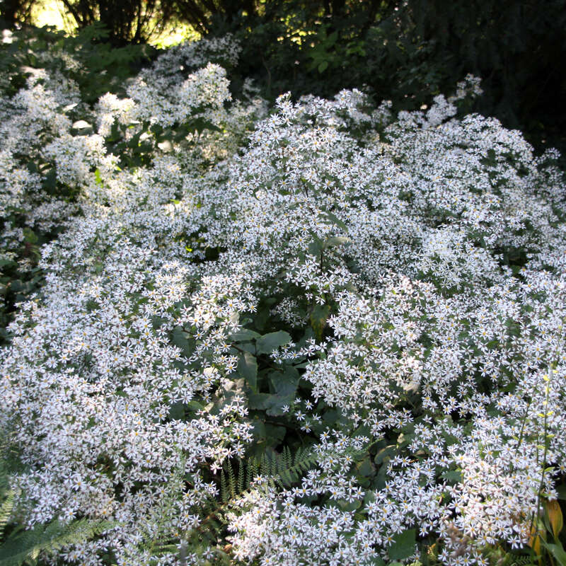 Waldaster - Aster divaricatus - weiß