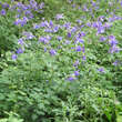 Aquilegia alpina: Bild 4/6