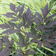 Actaea simplex 'Brunette': Bild 3/4