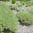 Artemisia schmidtiana 'Nana': Bild 3/3
