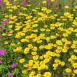 Anthemis 'Kelwayi': Bild 4/4