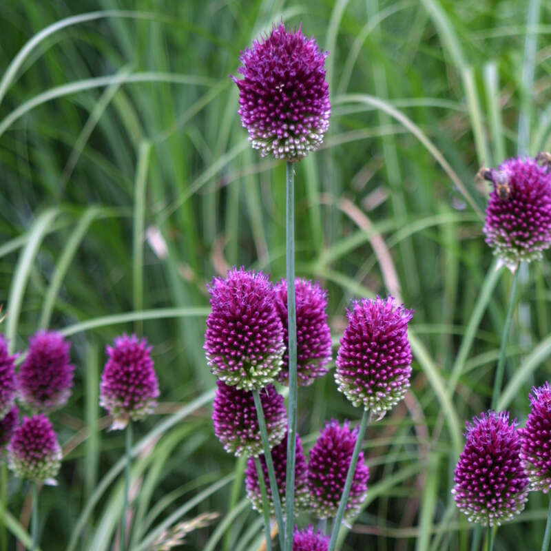 Kugelköpfiger Lauch Allium sphaerocephalon violett