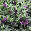 Vinca minor 'Atropurpurea': Bild 2/2
