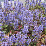 Ajuga reptans 'Catlin's Giant' - Günsel