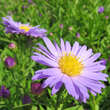 Aster dumosus 'Lady in Blue': Bild 1/2