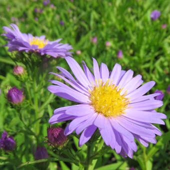 Aster dumosus 'Lady in Blue'