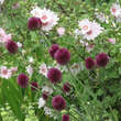 Allium sphaerocephalon: Bild 4/4