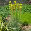 Asphodeline lutea: Bild 3/4