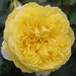 Rose 'Happy Child': Bild 4/4
