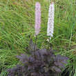 Actaea simplex 'Brunette': Bild 1/4