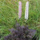 Actaea simplex 'Brunette' - Silberkerze