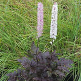 Actaea simplex 'Brunette' - Silberkerze