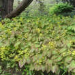Epimedium perralchic. 'Frohnleiten': Bild 6/7