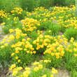 Coreopsis grandiflora 'Sunray': Bild 6/6