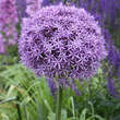 Allium giganteum: Bild 1/1