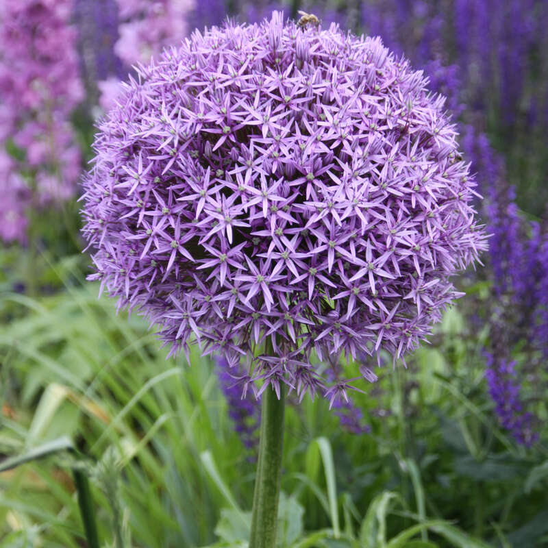 Riesenlauch Allium giganteum violett