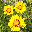 Coreopsis lanceolata 'Sterntaler': Bild 4/4