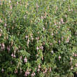 Fuchsia magellanica 'Hawkshead': Bild 1/1