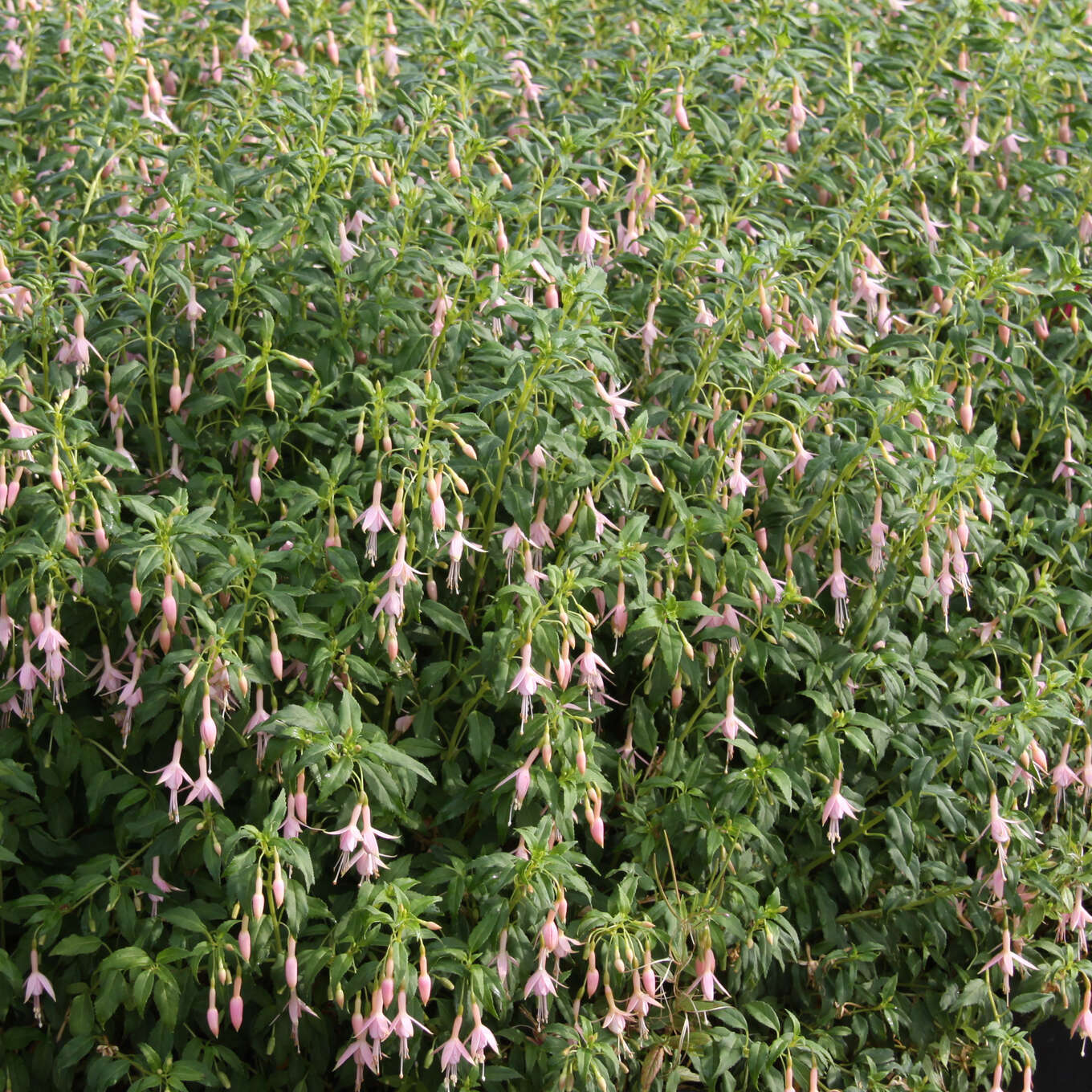 Freilandfuchsie - Fuchsia magellanica ‘Hawkshead’ - weiß
