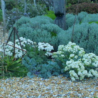 Crambe maritima