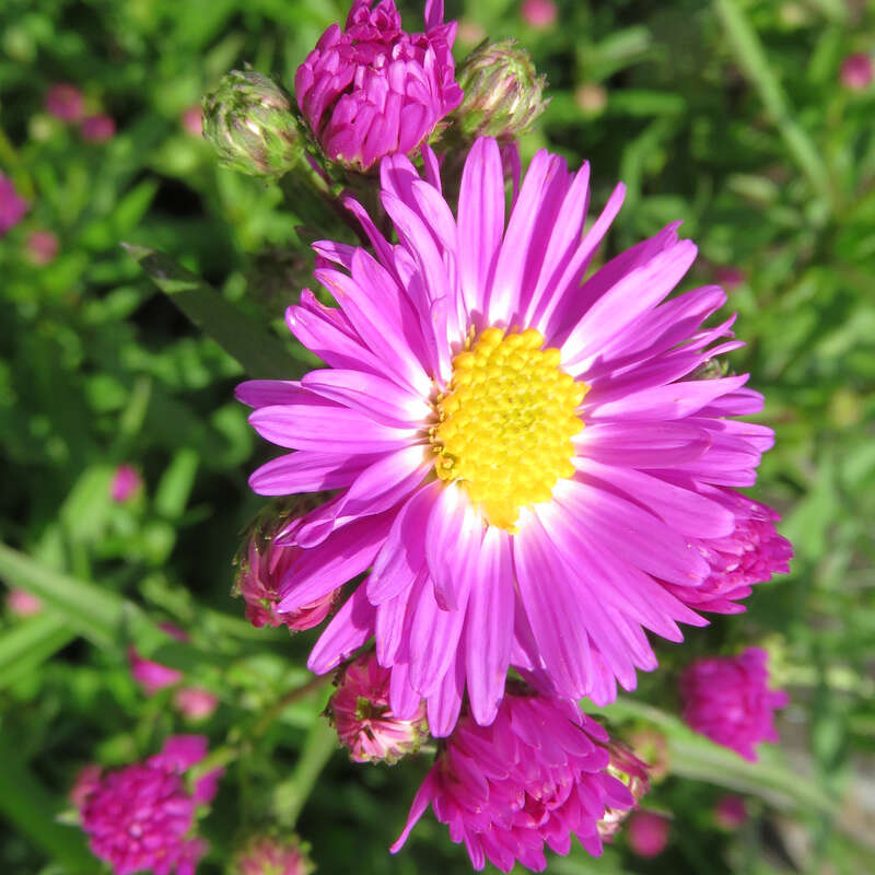 Glattblatt-Aster - Aster novi-belgii &amp;#39;Karminkuppel&amp;#39; - rosa