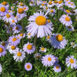 Aster tongolensis 'Wartburgstern': Bild 1/1