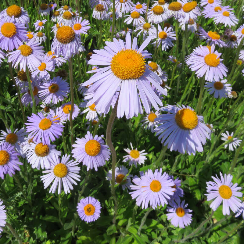 Aster - Aster tongolensis &amp;#39;Wartburgstern&amp;#39; - blau