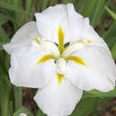 Iris ensata 'White Ladies' - Japanische Sumpfschwertlilie