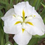Iris ensata 'White Ladies' - Japanische Sumpfschwertlilie