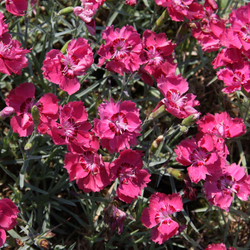 Pfingstnelke Dianthus gratianopolitanus 'Badenia' rot