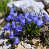 Campanula cochleariifolia 'Bavaria Blue' - Zwerg-Glockenblume