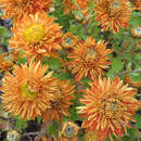Chrysanthemum ind. 'Raubritter' - Herbstchrysantheme