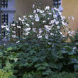 Anemone 'Honorine Jobert': Bild 5/7