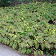 Epimedium perralchic. 'Frohnleiten': Bild 5/7